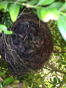 Blackbirds Nest