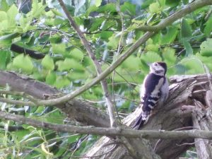 Greater Spotted Woodpecker