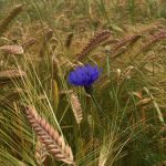 Cornflower