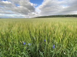 Field view